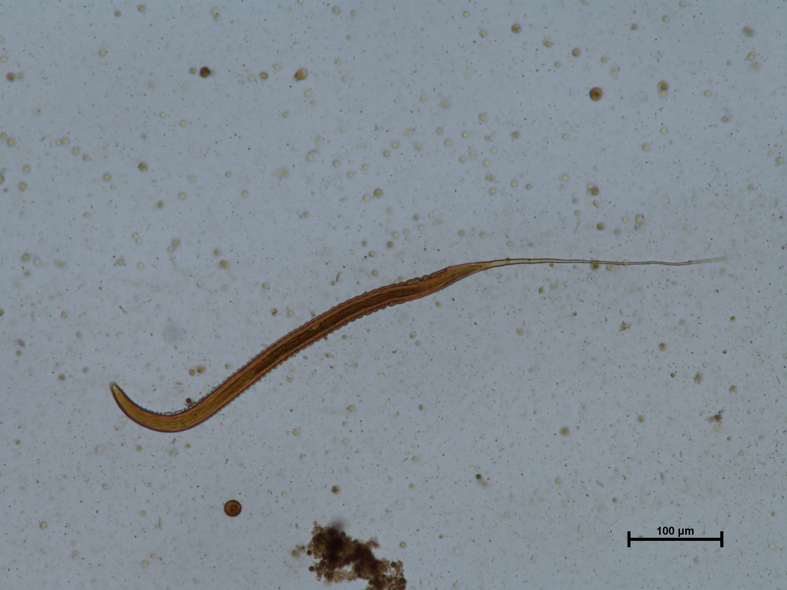 Larva tercer estadio de ciatostomino